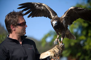 Himalayan Raptor, Scott holding raptor